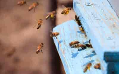 Hodowla pszczół – jak założyć pasiekę?