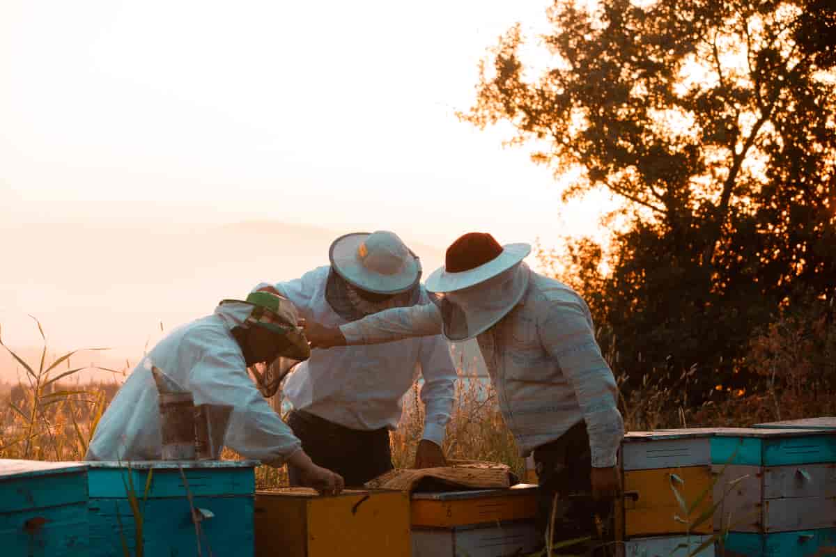 Jak przygotować się do rozpoczęcia sezonu pszczelarskiego?
