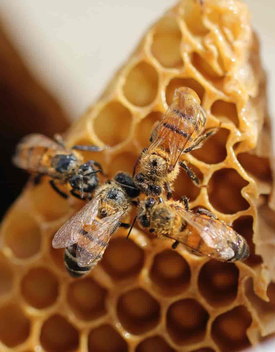 Pszczeli wosk – zastosowanie w kosmetyce naturalnej i jako surowiec do produkcji świec i wosków zapachowych