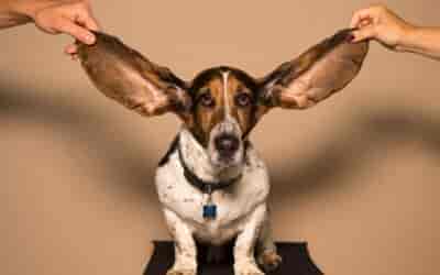 Czy zapalenie ucha u psa jest zaraźliwe dla ludzi?