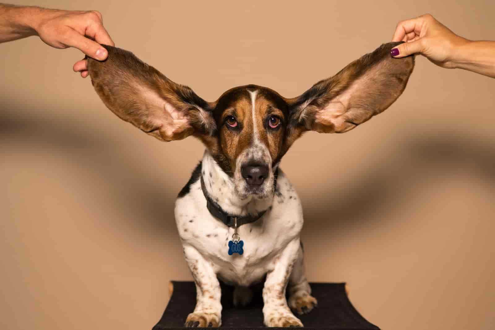 Czy zapalenie ucha u psa jest zaraźliwe dla ludzi?