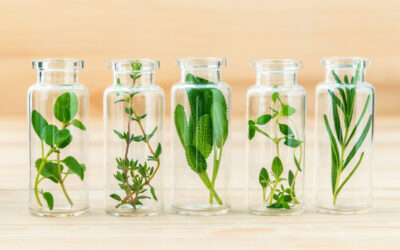 Zioła na oczyszczenie naczyń krwionośnych – jakie wybrać?