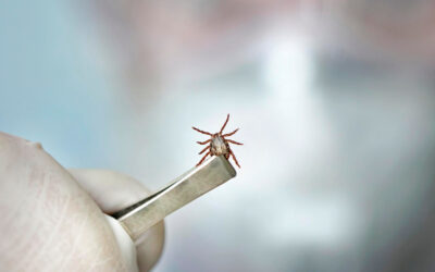 Objawy boreliozy u ludzi po latach