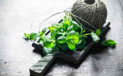 Jak wzmocnić układ immunologiczny za pomocą ziół?